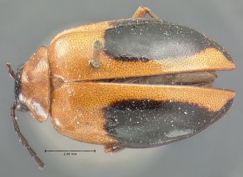 Media type: image; Entomology 19414   Aspect: habitus dorsal view